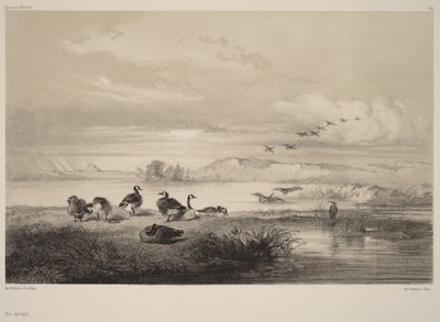 Wild Geese by Karl Bodmer