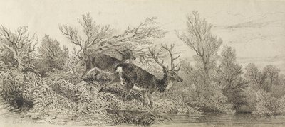 Stag In The Woods by Karl Bodmer