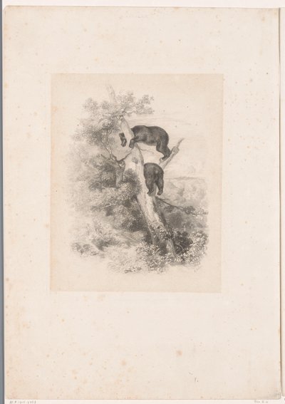 Two Bears in a Tree by Karl Bodmer