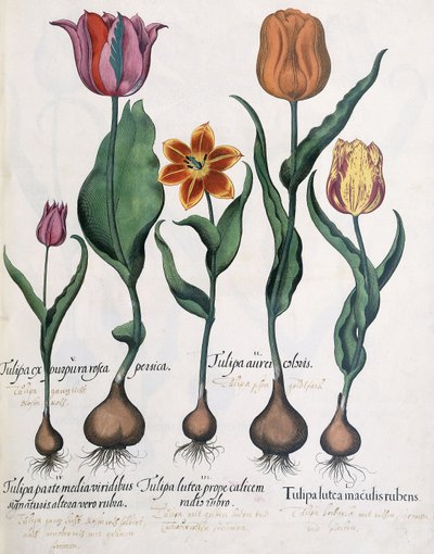 Types of Tulips by Karl Christian Wilhelm Baron