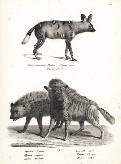 African Wild Dog, Spotted Hyena, and Striped Hyena by Karl Joseph Brodtmann