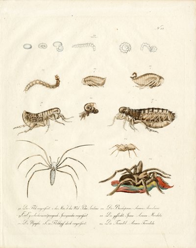 Arachnids and Developmental Stages of Insects by Karl Joseph Brodtmann