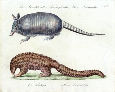 Armadillo and Pangolin by Karl Joseph Brodtmann