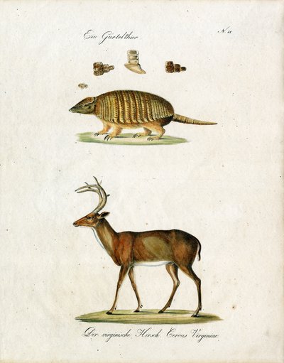 Armadillo and Virginia Deer by Karl Joseph Brodtmann