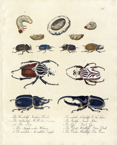 Beetle Collection with Developmental Stages by Karl Joseph Brodtmann