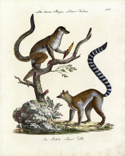 Brown Lemur and Ring-tailed Lemur by Karl Joseph Brodtmann