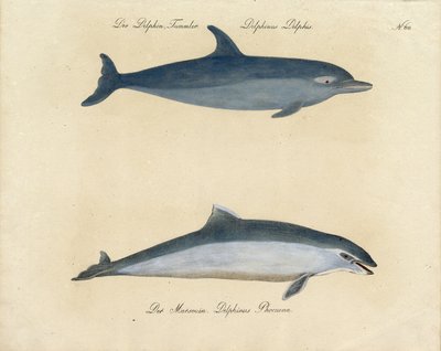 Dolphins by Karl Joseph Brodtmann