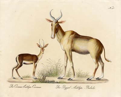 Dorcas Gazelle and Nilgai by Karl Joseph Brodtmann