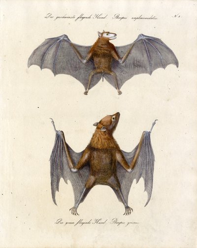 Flying Foxes by Karl Joseph Brodtmann