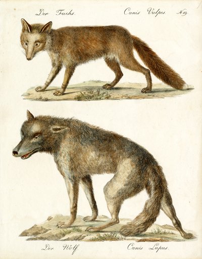Fox and Wolf by Karl Joseph Brodtmann