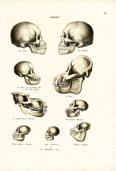 Human Skulls by Karl Joseph Brodtmann