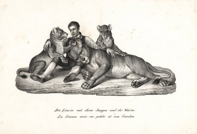 Lioness and cubs with trainer (Lithograph by Karl Joseph Brodtmann from Heinrich Rudolf Schinz