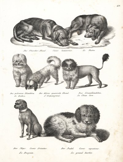 Lurcher, Bichon, Spanish dog, Chow Chow, Pug dog, and Poodle. Lithograph from Heinrich Rudolf Schinz