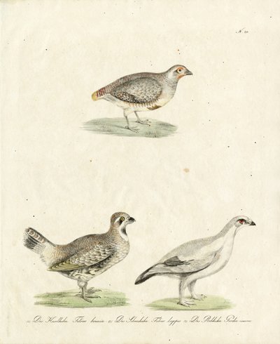 Partridge and Ptarmigan by Karl Joseph Brodtmann