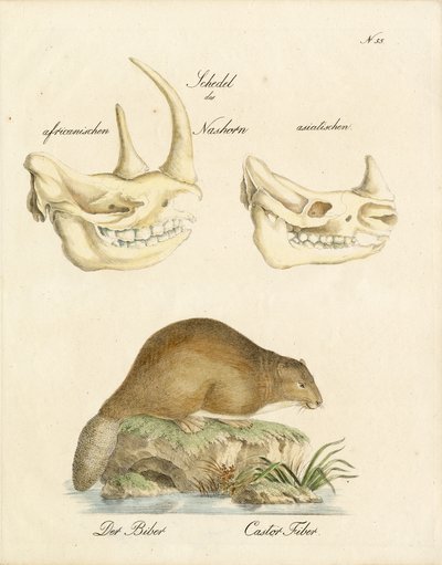 Rhinoceros Skulls and the Beaver by Karl Joseph Brodtmann