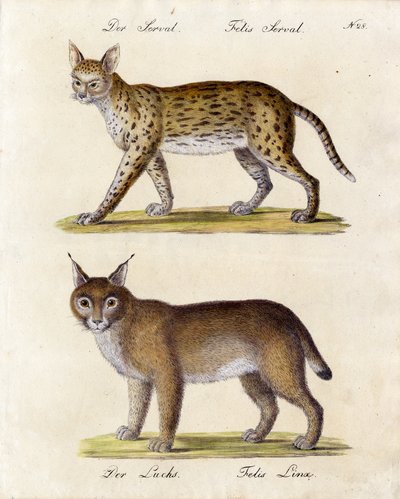 Serval and Lynx by Karl Joseph Brodtmann