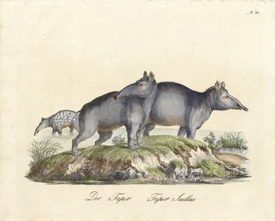 Tapir and Paca by Karl Joseph Brodtmann