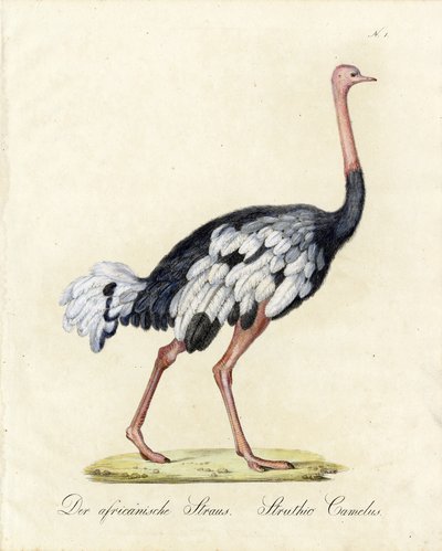 The African Ostrich by Karl Joseph Brodtmann