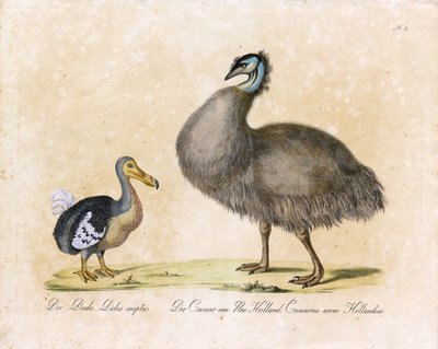 The Dodo and the Cassowary of New Holland by Karl Joseph Brodtmann