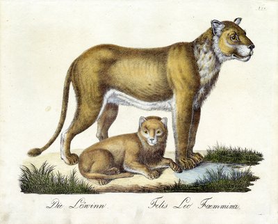 The Lioness with Cub by Karl Joseph Brodtmann