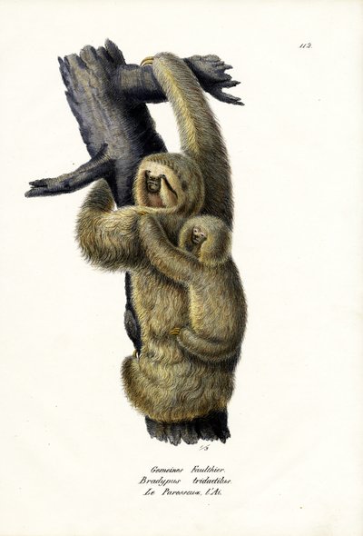 Three-Toed Sloth, 1824 by Karl Joseph Brodtmann