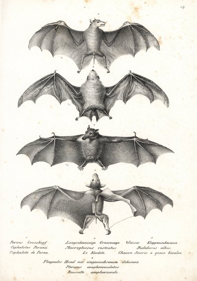 Western naked-backed fruit bat, long-tongued nectar bat, northern ghost bat, and Geoffroy
