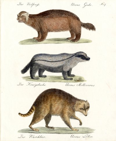 Wolverine, Honey Badger and Raccoon by Karl Joseph Brodtmann