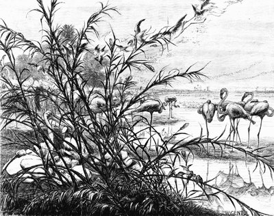 A Parliament of Birds on the Lake Menaleh by Karl Wilhelm Gentz