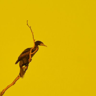 Hanging On (looking right) by Katha Wood