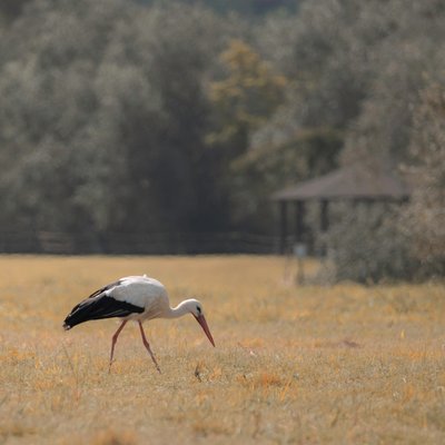Pagoda Heron, 2021 by Katha Wood