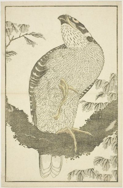 Hawk, from The Picture Book of Realistic Paintings of Hokusai (Hokusai shashin gafu) by Katsushika Hokusai