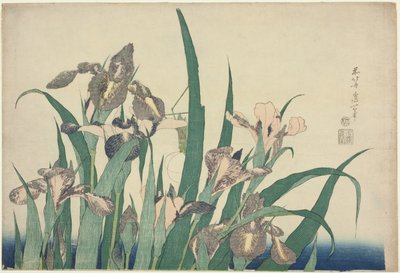 Iris and Grasshopper, from an untitled series of large flowers by Katsushika Hokusai