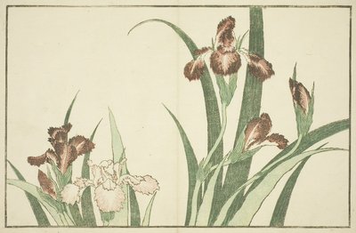 Iris, from The Picture Book of Realistic Paintings of Hokusai by Katsushika Hokusai