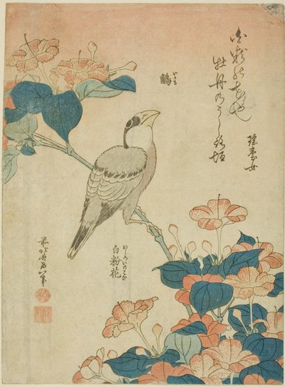 Japanese Grosbeak and Marvel of Peru, from an untitled series of flowers and birds by Katsushika Hokusai