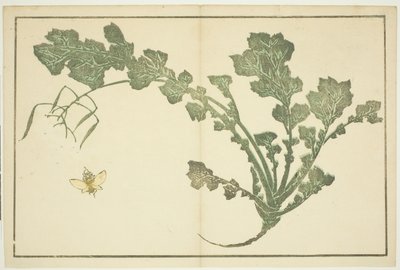 Wasp and Turnip Stalk, from "The Picture Book of Realistic Paintings of Hokusai" by Katsushika Hokusai