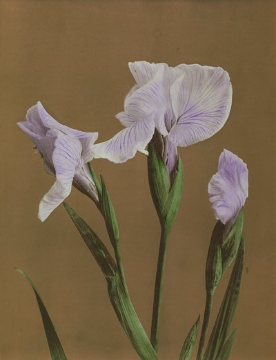 Iris Kaempfer, 1896 by Kazumasa Ogawa