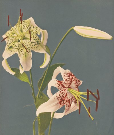 Lilies, 1897 by Kazumasa Ogawa
