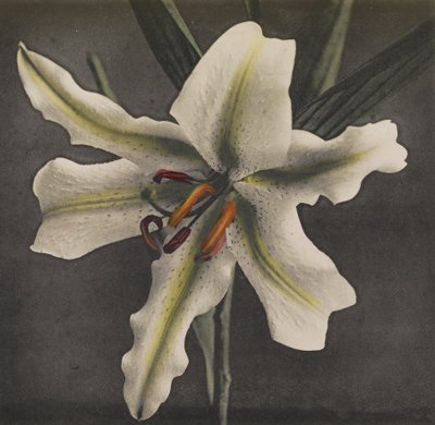 Lily, 1896 by Kazumasa Ogawa