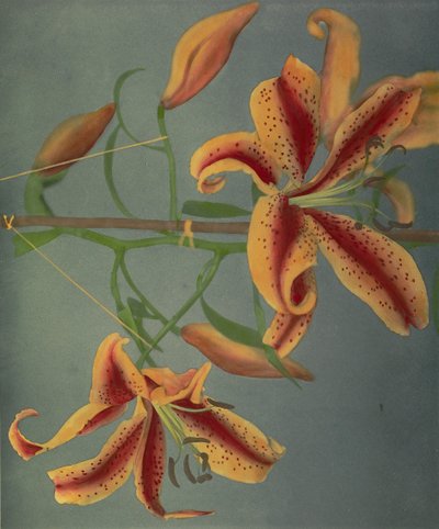 Lily, 1896 by Kazumasa Ogawa