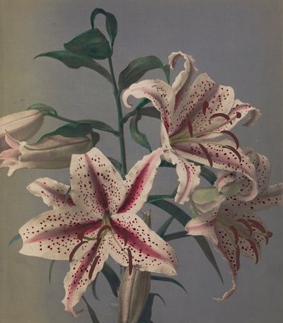 Lily, 1896 by Kazumasa Ogawa