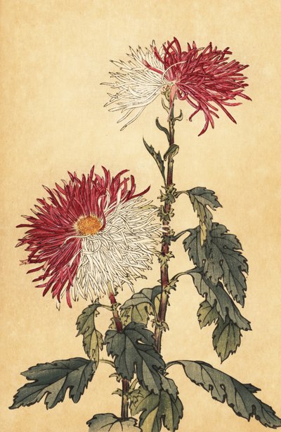Hybrid Purple and White Quill Chrysanthemum, 1893 (engraving) by Keika Hasegawa