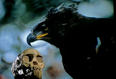 2.5 million years old, The Taung child skull with the image of a modern African crowned eagle by Kenneth Garrett
