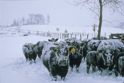 Cattle, Fauquier County, VA, winter, snow, 2006 (photo) by Kenneth Garrett