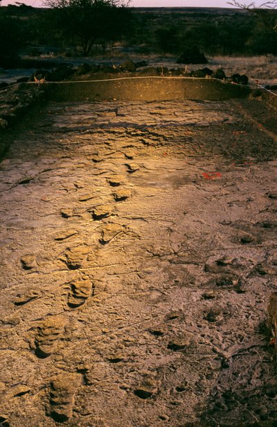 The First Steps, 3.6 million years old, footprints in wet volcanic ash, discovered in 2008 by Kenneth Garrett