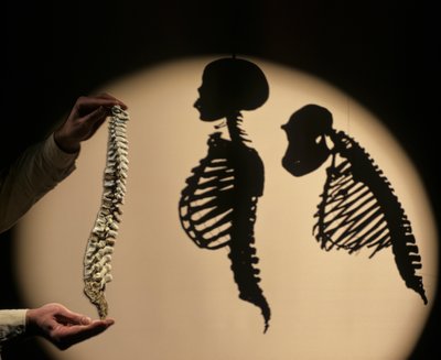 DOH, The First Steps, Spine reconstruction, Bruce Latimer, Cleveland Museum of Natural History by Kenneth Garrett