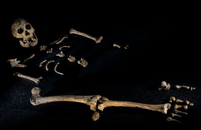Four foot seven inch tall composite skeleton from individuals found at Dmanisi, 2008 by Kenneth Garrett