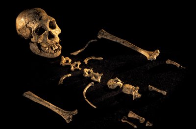 Four Foot Seven Inch Tall Composite Skeleton from Individuals Found at Dmanisi, 2008 by Kenneth Garrett