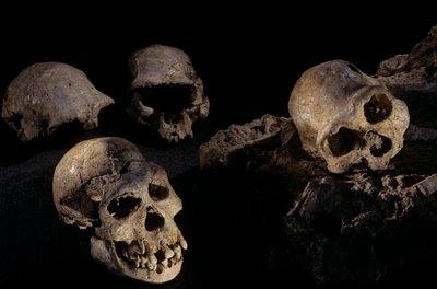 Four skulls from Dmanisi, Georgia Homo Erectus site by Kenneth Garrett