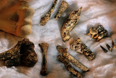 Hominid Bones with Modern Human Humerus for Size Comparison, Drimoleague by Kenneth Garrett