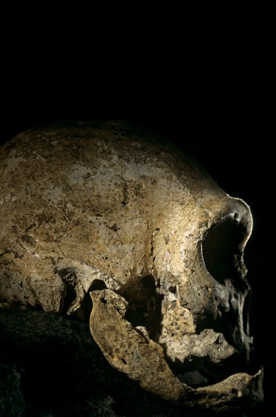 Homo erectus skull, toothless, Dmanisi, Georgia Homo Erectus site by Kenneth Garrett